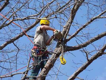 Tree Trimming in Mason OH