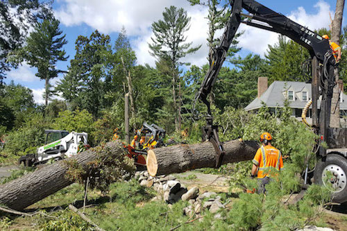 Tree Removal in Mason, Ohio