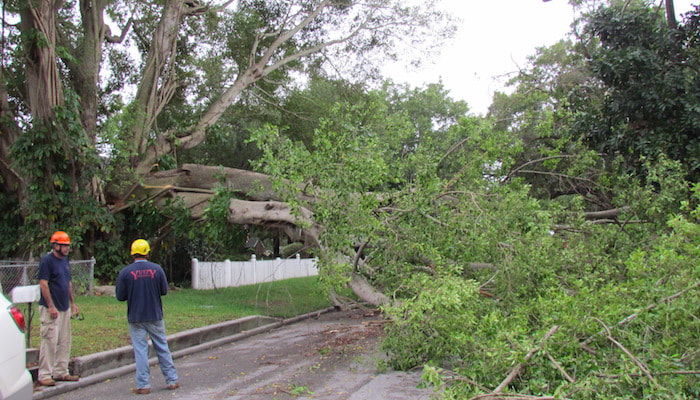 Tree damage in Mason, OH