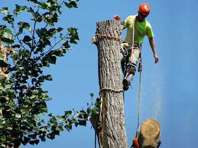 Spokane Tree Mason  - Tree Removal Service