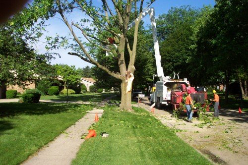 Utility Line Tree Trimming in Lebanon, OH